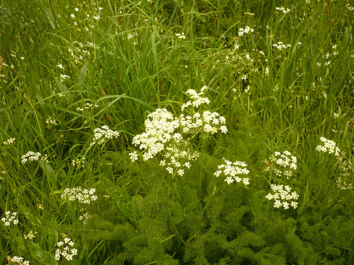 Meum athamanticum (Apiaceae)